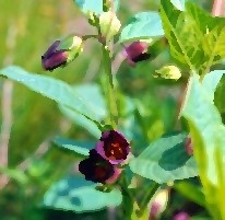 atropa